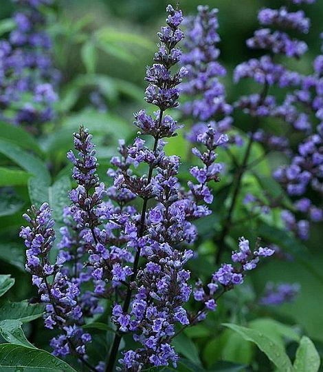Vitex agnus compacta